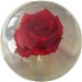 KR Strikeforce Clear Red Rose Ball Main Image